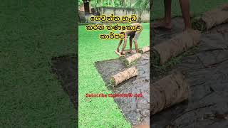 මිදුල හැඩ කරන තණකොළ කාර්පට්