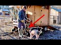 This 1 TRICK makes Raising PIGS so Much EASIER!