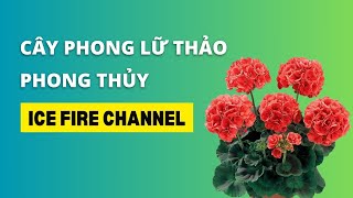 Tìm hiểu về cây hoa Phong Lữ Thảo trong phong thủy