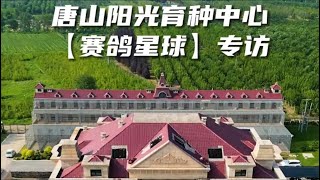 【唐山阳光育种中心】专访一线赛场顶级强豪大王总Visit Tangshan Sunshine Club—赛鸽星球（①）