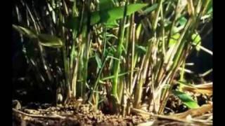 Oso Panda(Documental)Primera Parte Oso Panda(Documental)Primera Parte