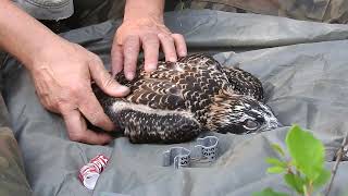 Młode rybołowy w Jedwabnie zaobrączkowane / Young ospreys in the Jedwabno ringed