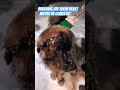 how to avoid wet dog if it s snowing dog dogs winter