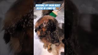 How To Avoid Wet Dog If It's Snowing #dog #dogs #winter