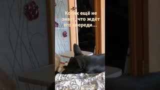 Жалко или смешно - полный провал бесстрашного котика 🐈