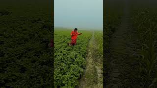 নিজের জিনিসের যত্ন আলাদা#😏😏😏😏😏#shortclips #realbridal #video