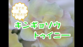 キンギョソウトゥイニ―　育て方＆管理方法　#garden #ガーデニング #園芸 #flower #flowers #植物 #cute #育て方 #寄せ植え