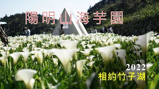 陽明山海芋之美 | 相約竹子湖