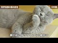 猫好きでも知らない！世界11ヶ国の猫の迷信