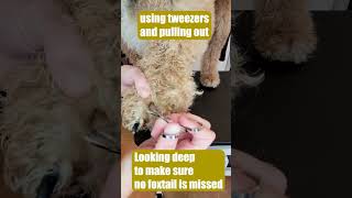 Foxtails Suck - How to remove embedded foxtails in a dog's foot (ouch!) - Gina's Grooming