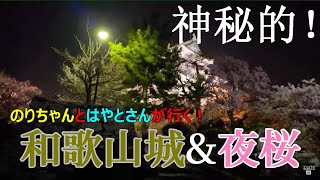 コロナで桜を見れない方へ！夜桜をお届け！