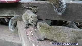 ひまわりの種を食べるタイワンリス まちだリス園 タイワンリス Machida Squirrel Garden Taiwan squirrel