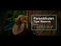 explore the nature by foot – the kariyanshola trail parambikulam tiger reserve