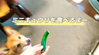 ちっちゃいキュウリをもらった、キュウリ大好き犬🥒