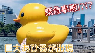 【緊急事態】かわいい超巨大アヒルちゃんが出現.  Rubber Duck Project