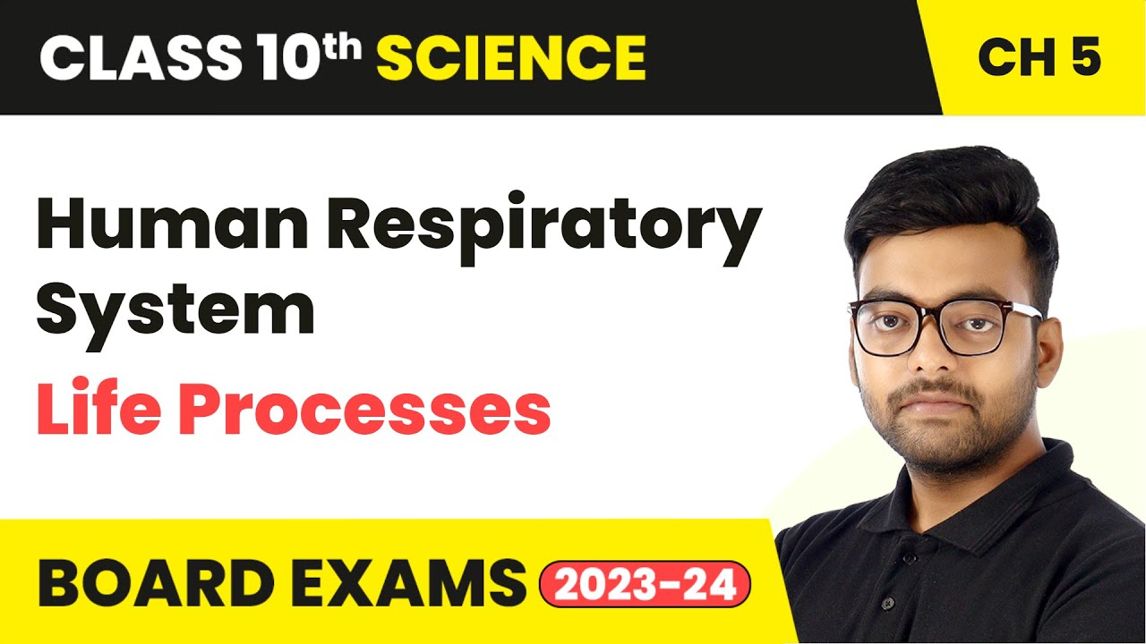 Human Respiratory System - Life Processes | Class 10 Science Chapter 5 ...