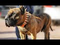 10 Best Hybrid Dog Breeds In The World