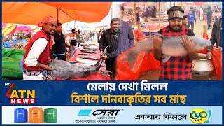 মেলায় দেখা মিলল বিশাল দানবাকৃতির সব মাছ | Bogra | Fish | ATN News