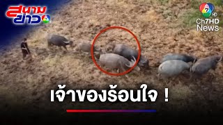 เจ้าของร้อนใจ ! บินโดรนตามหาควายท้องแก่ | สนามข่าว 7 สี