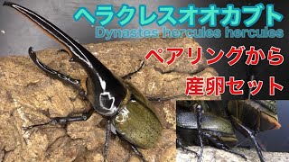 【ヘラクレスオオカブト】血を入れ替える事によって得られる満足感【別血統】Hercules Beetle breeding method