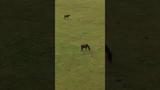 Drone shot of 2 horses grazing #horse #drone #horselover #djimini4pro #wildlife #dronevideo #dji