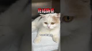 猫咪便秘怎么办，不怕，来我这我来帮你掏出来！猫猫便秘 巨结肠 杭州宠物医生