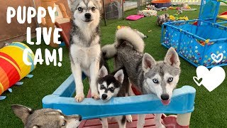 Live Puppy Cam- Adorable Alaskan Klee Kai-Miniature Husky Puppies