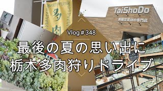 【Vlog348】【多肉植物】最後の夏の思い出に🌵栃木多肉狩りドライブ【大正堂】【多肉園おひさま】