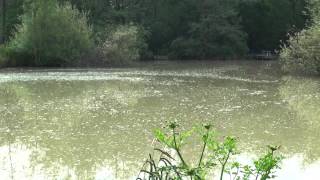 WOODPECKERS FISHERY,  OLD HOLLOW, WORTH, CRAWLEY, WEST SUSSEX