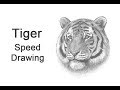 Tiger (Head Detail) Time-lapse / Speed Drawing