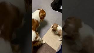 Cavalier King Charles Spaniel Ham キャバリア ハムちゃん　１か月半