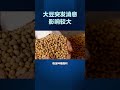 大豆突发消息影响较大1月12日讯农业农村部：要谋划并及早出台今年大豆生产扶持政策 持续提高大豆产能 大豆 豆粕 期货 农产品