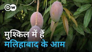 मलिहाबाद के आमों के लिए कई सारे संकट [Many troubles for the mangoes of Malihabad]