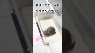 【Degu】へやんぽなのに、夢中で食べてるデグ―