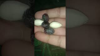 short #video #badam, black grapes#please subscribe my channel friends 🔔👈🌺