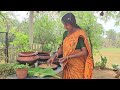 the jungle cork tree seeds have a lot of ayurvedic values made my dishes delicious organic life