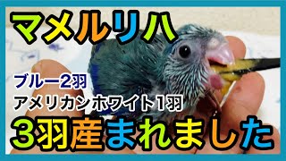 マメルリハ3羽産まれました！雛にエサやり！