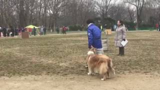 訓練士連盟競技会 アミーの生徒さん