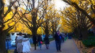 明治神宮外苑　銀杏並木　紅葉も盛りを過ぎる　２０１５．１２．７　Meiji Jingu Gaien Ichou Namiki