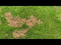 What is Red Thread | Lawn Disease