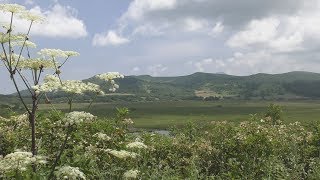 4K 霧ヶ峰 八島湿原