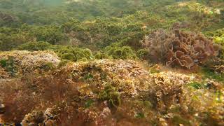 Algae | Wikipedia audio article