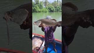 5 kg ഉള്ള കിടിലൻ കാളാഞ്ചി (കണ്ണിക്കൻ) #bigfish #fishing