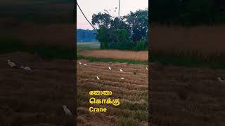 කොකා | கொக்கு | Crane