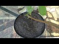 grow phalsa plant from seeds right time fruit tree