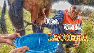 cómo ordeñar una vaca | 🐄| Disponibles Para Viajar