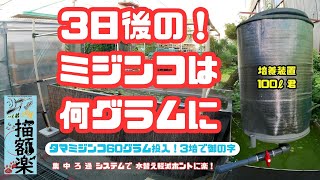 めたか・活エサ・１００リットル培養装置でタマミジンコ３００グラム収穫