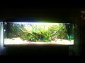 400 liter aquarium low tech aquascape