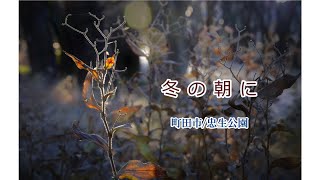 【冬の朝に】公園散策/町田市「芹が谷公園」