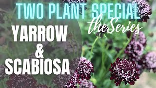 💐 Yarrow \u0026 Scabiosa ||Two Plant Special, The Series || Tips on Yarrow || Tips on Scabiosa